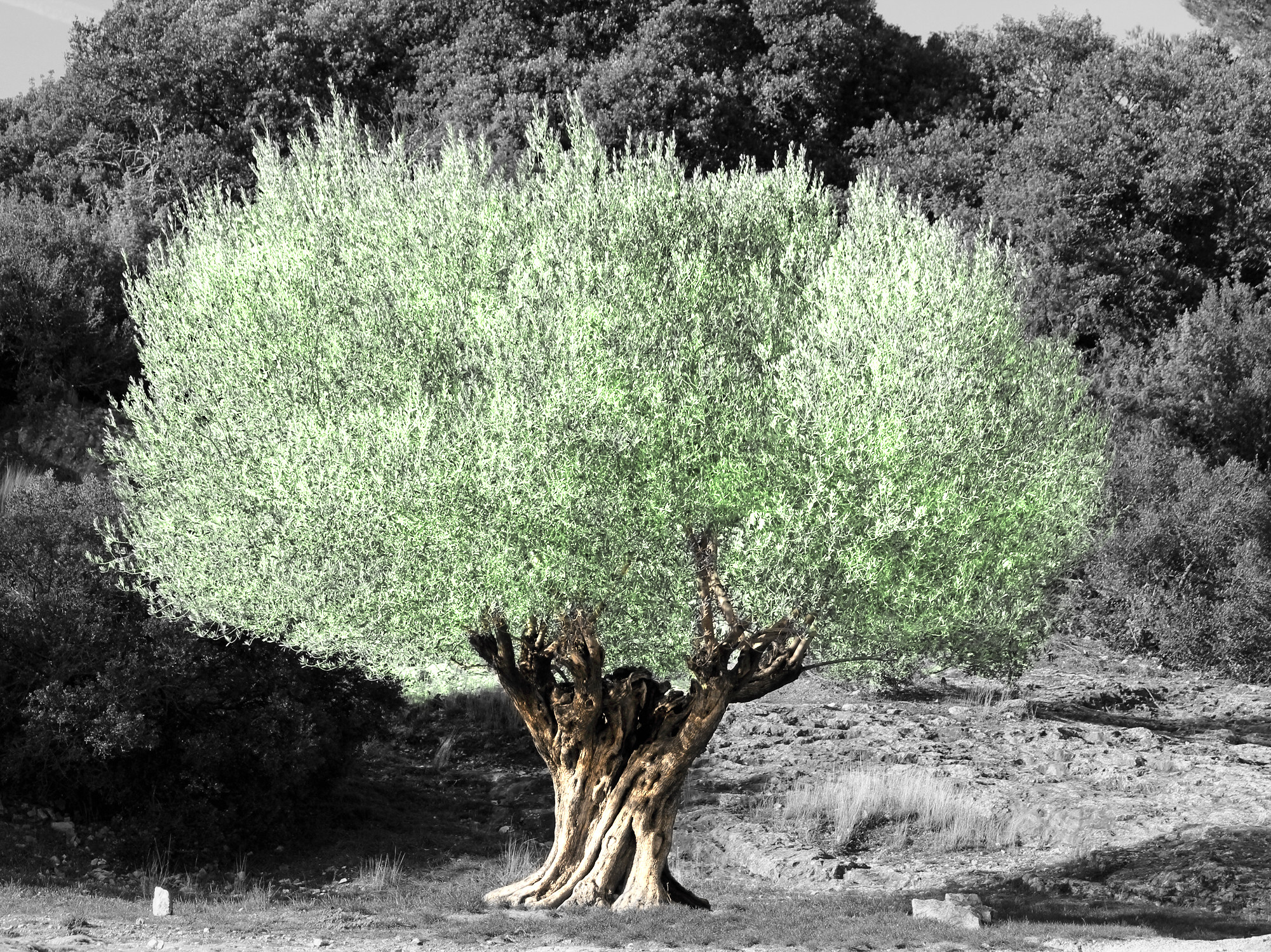 L’huile d’olive portugaise parmi les meilleures du monde